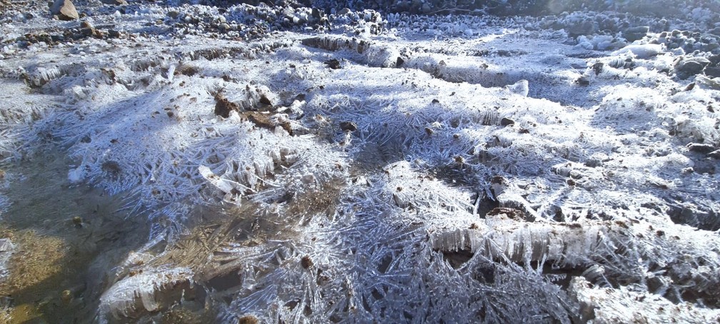 Vegetação coberta por gelo em São Joaquim — Foto: Mycchel Legnaghi/São Joaquim Online