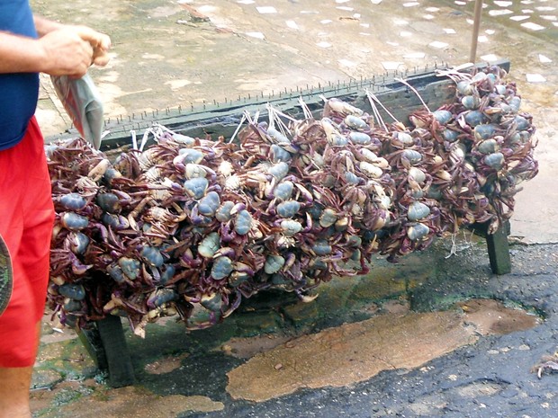 7 mil quilos de caranguejo foram apreendidos em cidades do interior do Pará  (Foto: Agência Pará)