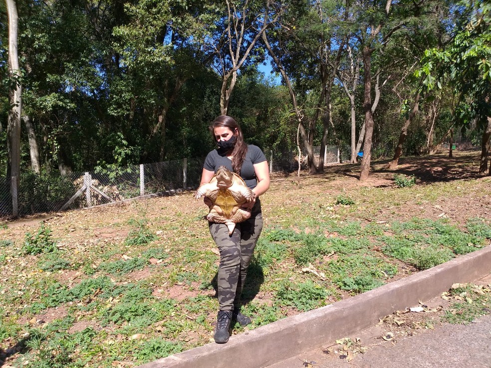 Primeira tartaruga-mordedora encontrada em Presidente Prudente (SP) já está na Cidade da Criança — Foto: Heloise Hamada/g1