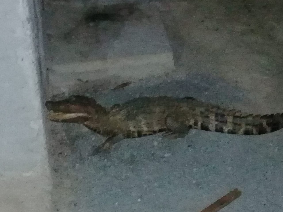 Animal foi resgatado e solto em uma chÃ¡cara no Rio Manso â Foto: JoÃ£o Lucas de Oliveira/ Arquivo pessoal