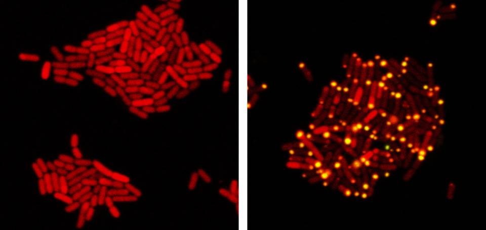 Bactéria E.coli - lado esquerdo (modo parado) e lado direito (matando bactérias) (Foto: Bonnie Bassler and Justin Silpe, Department of Molecular Biology, Princeton University)