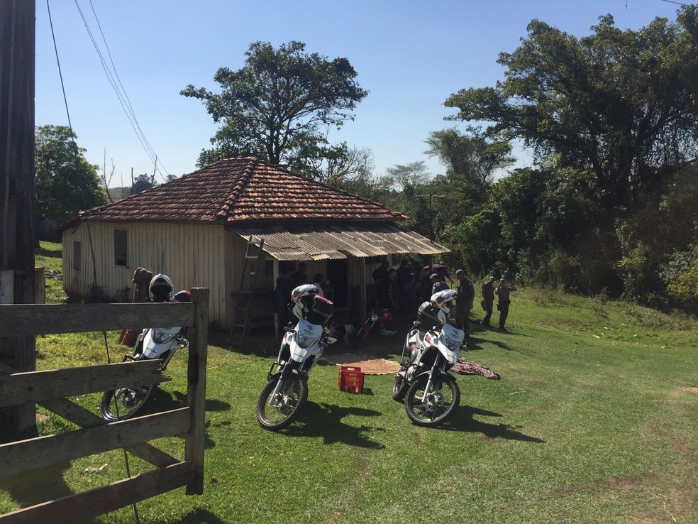 Maconha foi apreendida em sítio em Presidente Prudente (Foto: Murilo Zara/TV Fronteira)