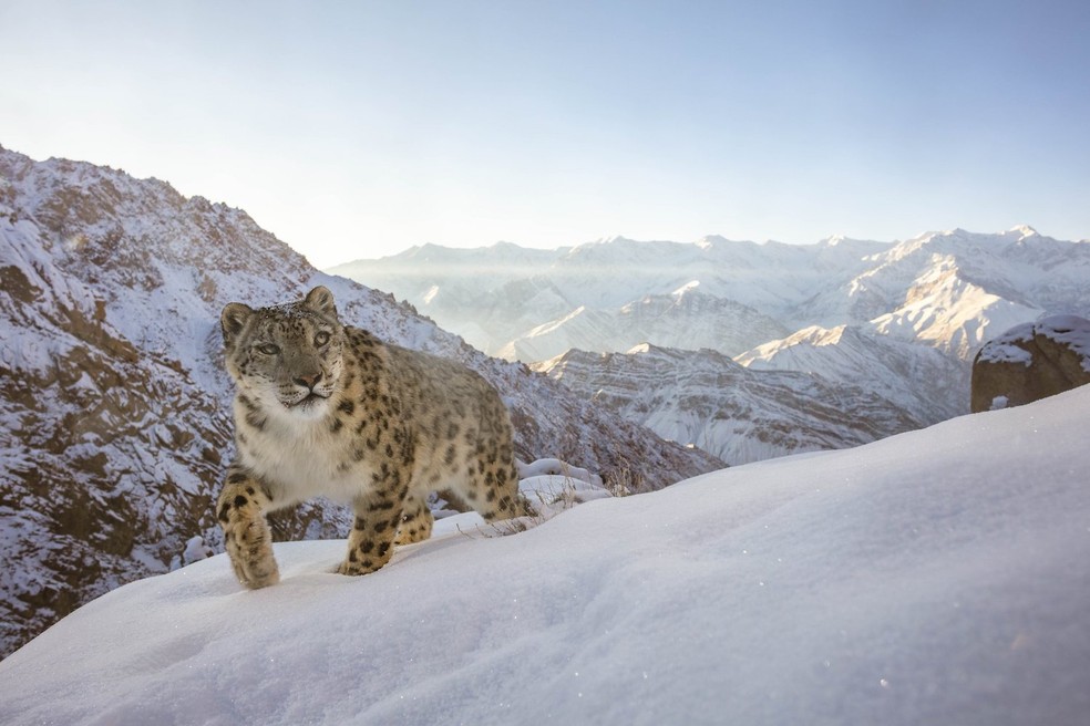 Sascha Fonseca, Emirados Árabes Unidos – Um lindo leopardo-das-neves aciona minha armadilha fotográfica no alto do Himalaia indiano. Eu capturei esta imagem durante um projeto de armadilha fotográfica DSLR de 3 anos na região de Ladakh, no norte da Índia. O mistério que envolve essa espécie sempre me fascinou. Eles são alguns dos grandes felinos mais difíceis de fotografar na natureza. Não apenas por causa de sua incrível furtividade, mas também por causa do ambiente remoto em que vivem — Foto: Sascha Fonseca/ WNPA/ Divulgação