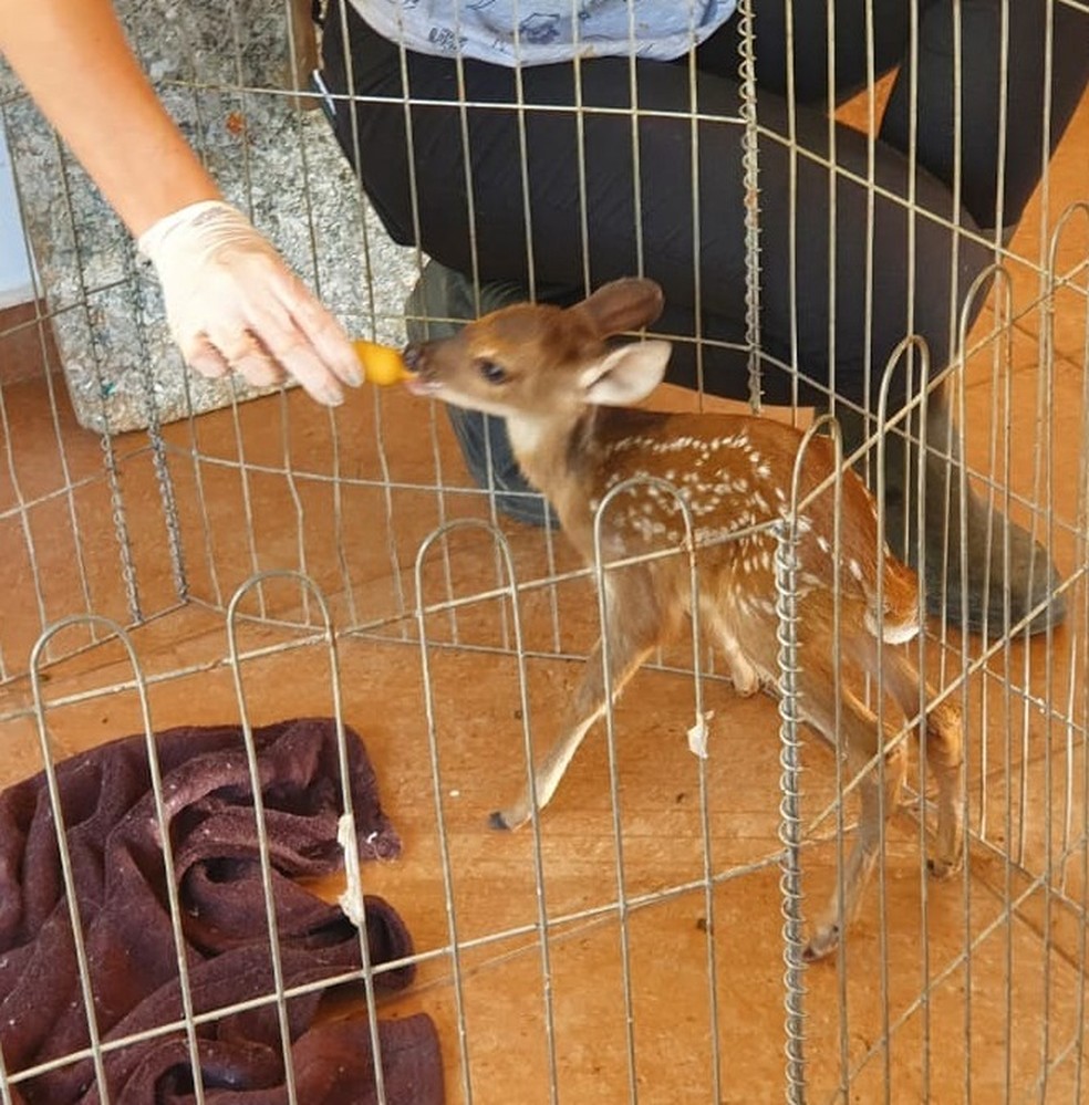 Filhote de veado &eacute; resgatado ap&oacute;s ser encontrado sem a m&atilde;e &mdash; Foto: Divulga&ccedil;&atilde;o/Mata Ciliar de Jundia&iacute;