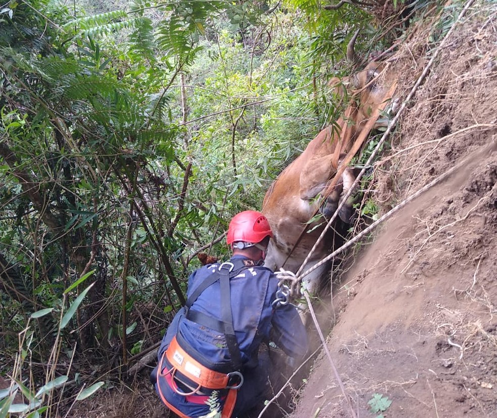 Vaca caiu em barranco na manhã desta sexta-feira (16) em Ituporanga (SC) — Foto: Corpo de bombeiros/Divulgação