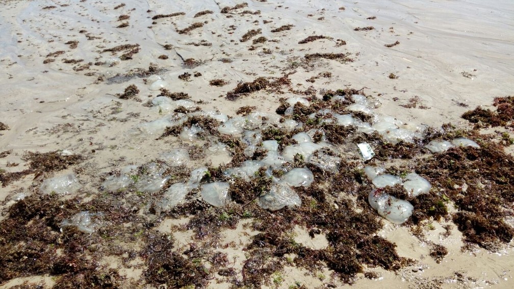 Águas-vivas também foram encontrada na praia do Cabo Branco. (Foto: Sílvia Torres/TV Cabo Branco)