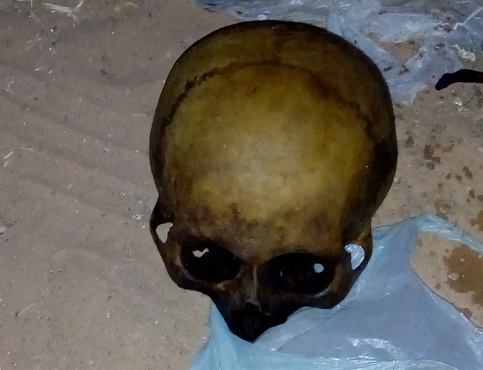 Crânio encontrado na sacola que o suspeito carregava (Foto: Polícia Militar-MT)