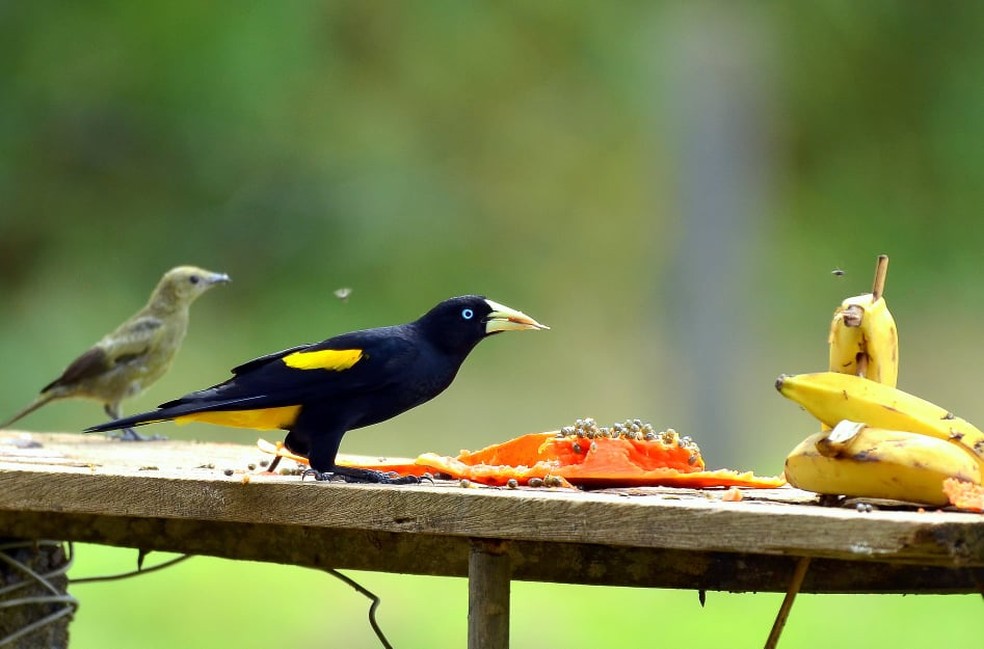 Ter comedouro é uma forma simples de atrair as aves para o quintal — Foto: Vanilce Souza/Arquivo Pessoal
