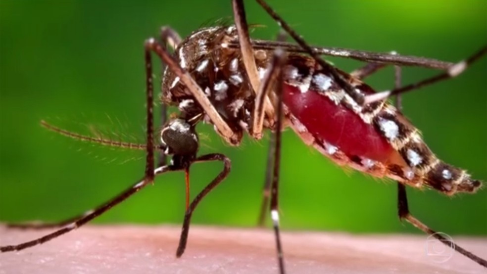 Mosquito haemagogus é um dos transmissores da forma rural da febre amarela (Foto: Reprodução/TV Globo)