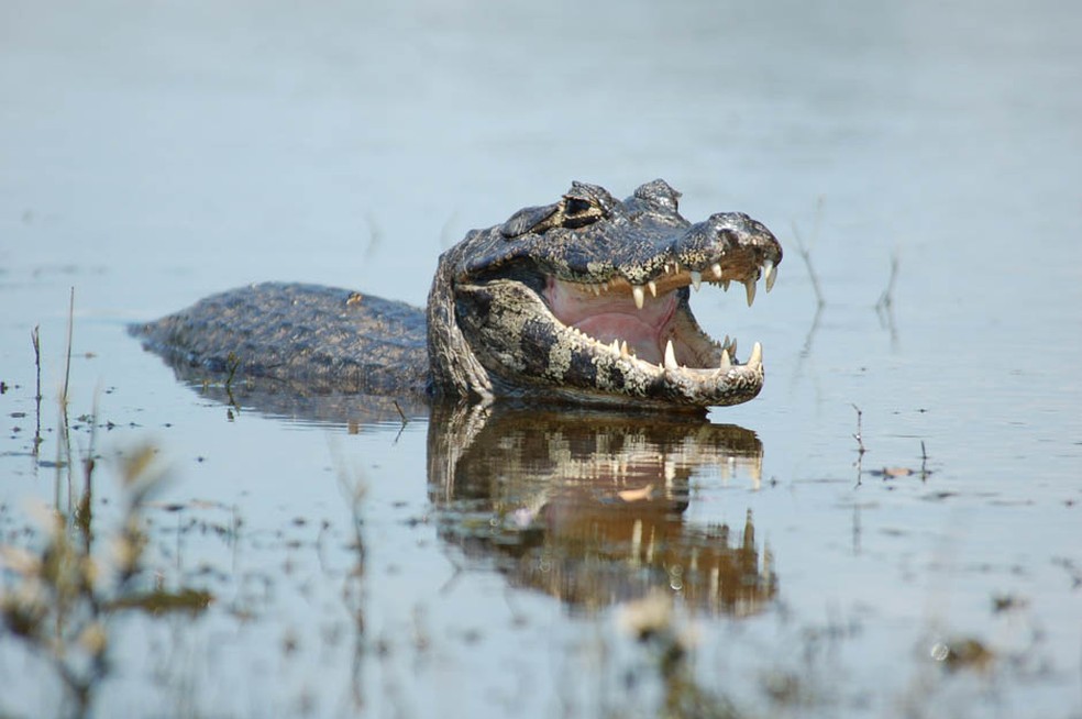 Jacaré-do-pantanal é uma espécie que carrega no nome o seu abrigo nesse bioma — Foto: Arquivo TG