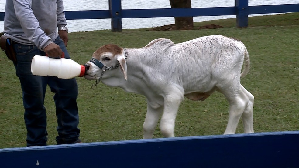 Primeiro clone de touro da raça Brahman produzido no Brasil é apresentado em Uberaba
