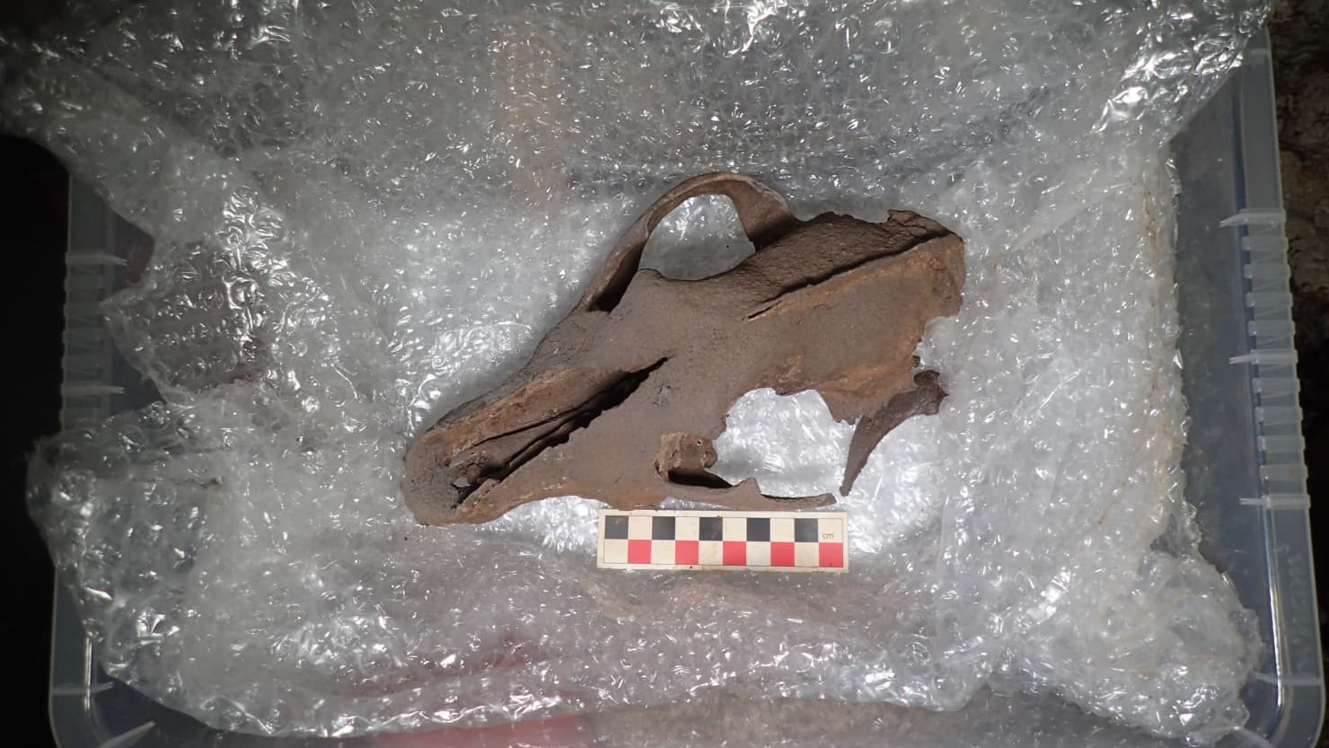 Crânio de lobo da Era do Gelo descoberto pela equipe de arqueólogos  (Foto: AC Archaeology)