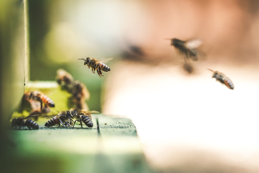 Pesquisas apontam que glifosato tambÃ©m afeta as abelhas â€” Foto: Unplash