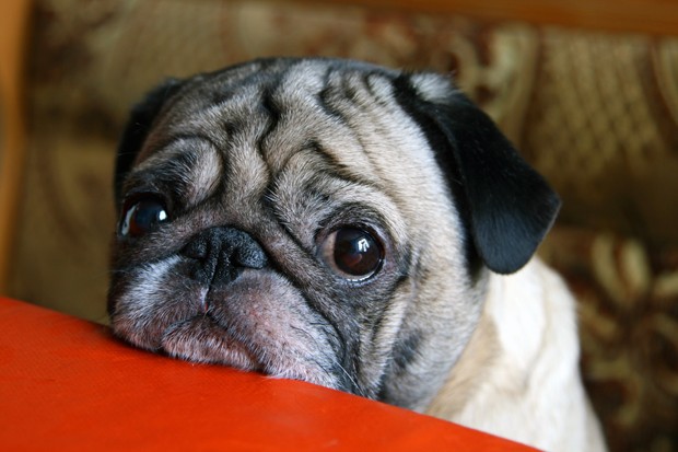 pug with sad eyes sitting at the table (Foto: Getty Images/iStockphoto)
