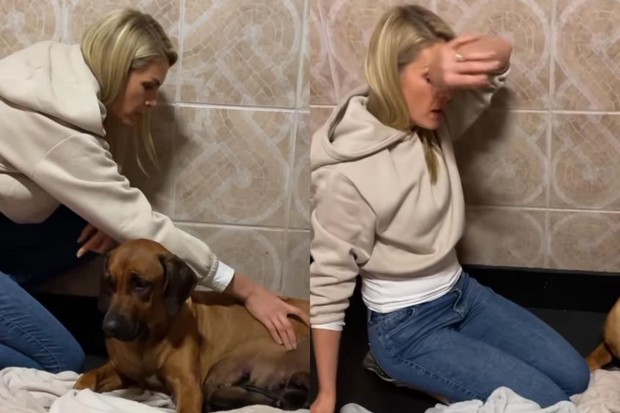 Ana Hickmann ajuda cadela em parto (Foto: Reprodução/Instagram)