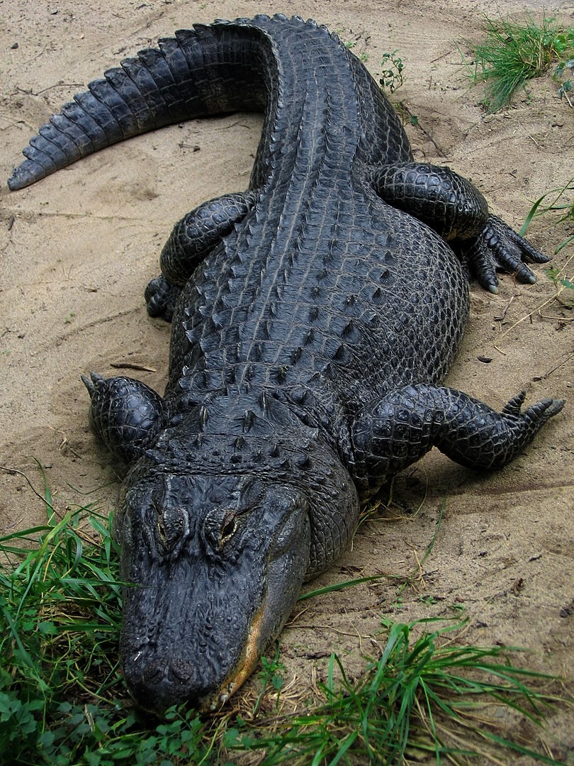 Jacaré-americano - Alligator mississippiensis (Foto: Postdlf/ Wikimedia Commons/ CreativeCommons)