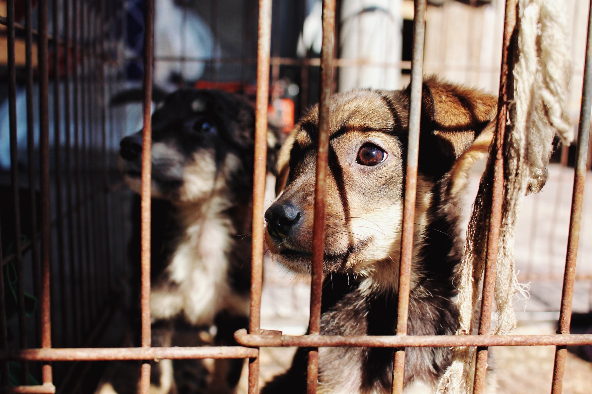 Síndicos e administradores de condomínios serão obrigados por lei a denunciar maus-tratos de animais (Foto: Unsplash/ CreativeCommons)