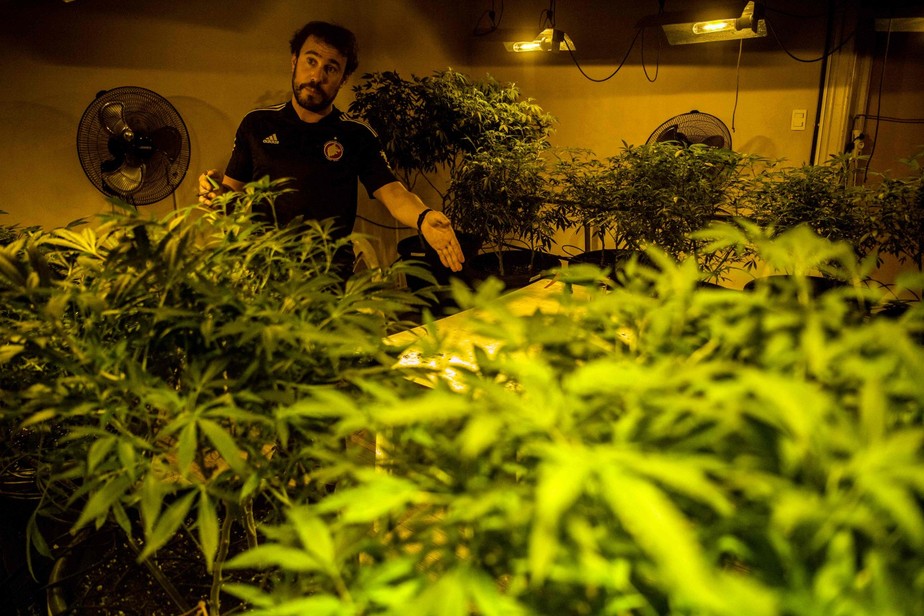 'Pulla', tesoureiro e gerente técnico de um clube de cannabis, fala em meio a plantas de maconha dentro de uma sala de cultivo em Montevidéu, Uruguai