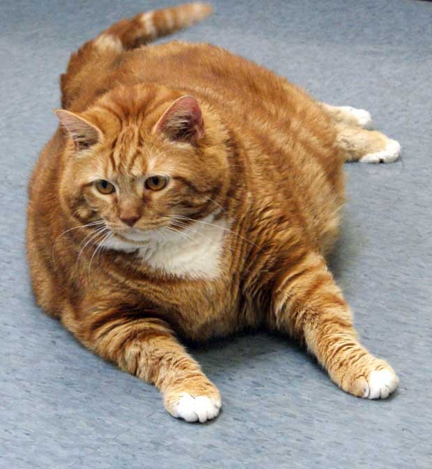 A gata 'Skinny' tem 18,6 kg (Foto: AP)