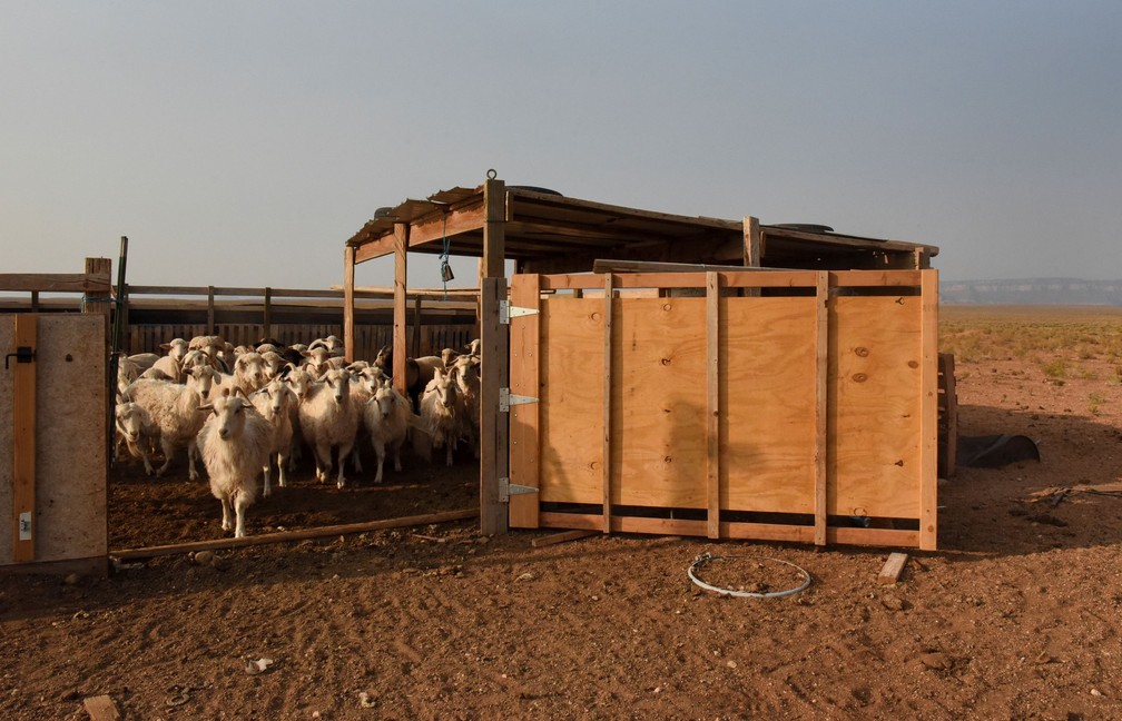As ovelhas do curral de Maybelle são soltas pela manhã — Foto: Stephanie Keith/Reuters