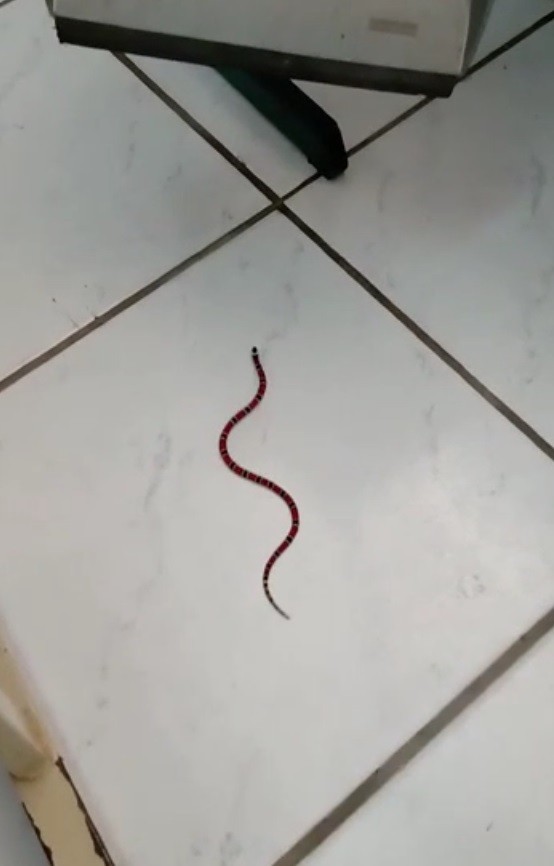 Cobra coral verdadeira cai do teto entre alunos em sala de aula de escola em SC