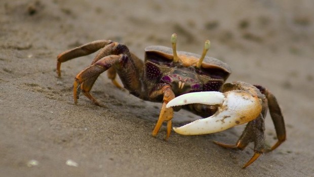 O caranguejo-violinista macho pode enganar a fêmea regenerando uma garra grande, mas menos poderosa (Foto: Getty Images via BBC News)
