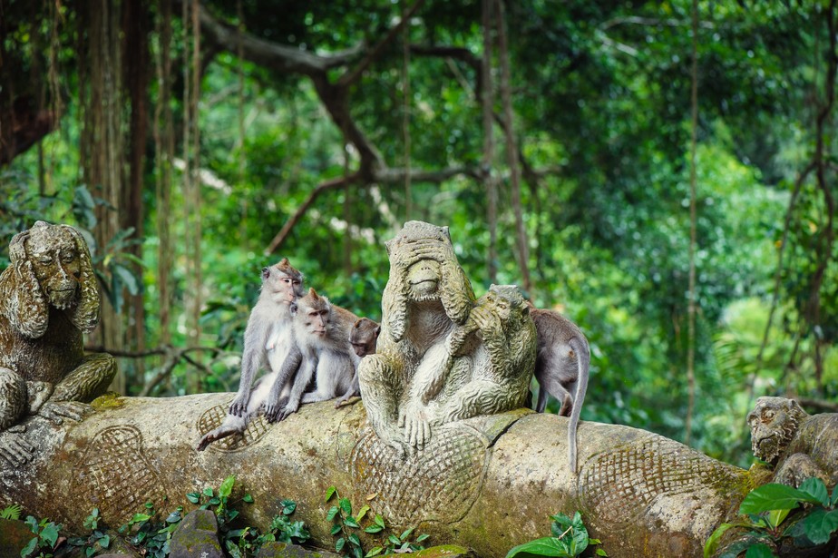 macaco templo indonesia bali