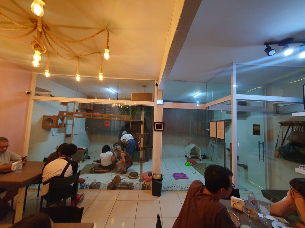 Café My Cat Space, localizado na Asa Norte, em Brasília — Foto: Arquivo pessoal