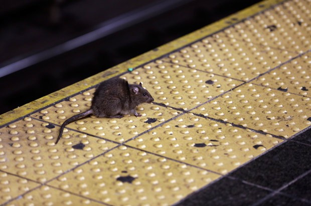 G1 - Veja 'rato com pizza' e mais cenas bizarras de roedores em NY