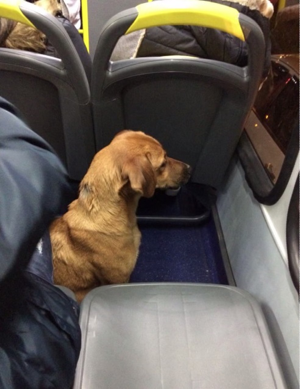 Cachorro observou o trÃ¢nsito pela janela do Ã´nibus â Foto: Arquivo pessoal/Diogo Gutierre