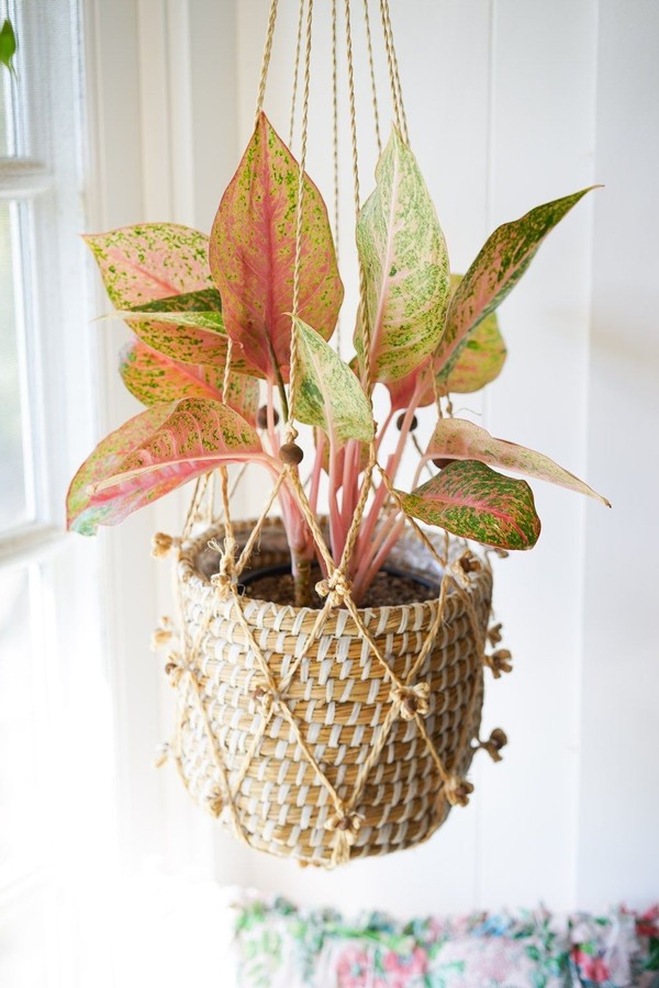 Conheça a aglaonema, planta de folhas coloridas que é sucesso nas redes (Foto: Reprodução / Pinterest)