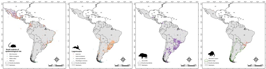 De pequenos roedores e lebres a grandes roedores e javalis, a pesquisa mais recente exp&ocirc;s dados sobre os mam&iacute;feros ex&oacute;ticos &mdash; Foto: Neotropical Alien Mammals/Acervo