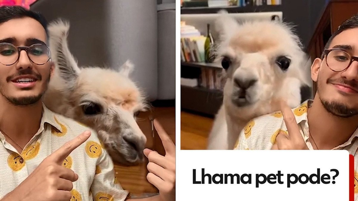 Lhama é animal de estimação?  Rotina de Kiki viraliza na internet, e dono diz: ‘é como um cachorro’;  veja fotos e vídeos |  Animais de estimação