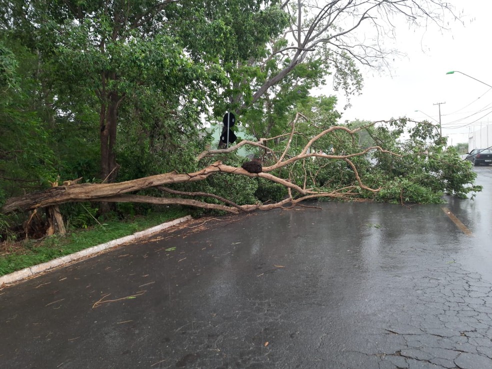 Após uma tempestade, árvore cai na pista e dificulta a passagem dos motoristas — Foto: Reprodução