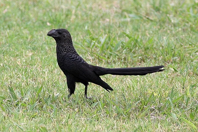  A ave vive em bando e é conhecida como anu-pequeno ou ainda anum, no Pará (Foto: Ron Knight/ Wikimedia Commons/ CreativeCommons)