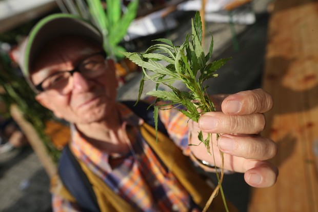 Cultivo de marijuana (Foto: Getty Images)