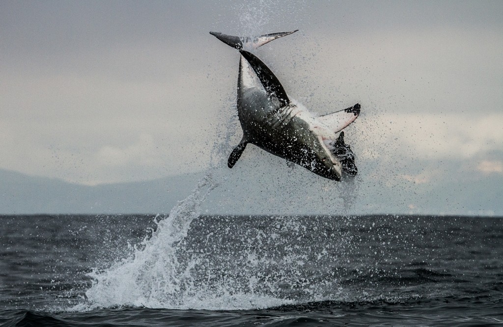 Tubarão-branco salta para agarrar sua presa na série 'Shark' (Foto: Divulgação/BBC - Morné Hardenberg)