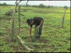 Bahia tem municípios com fartura de pasto e outros com seca
