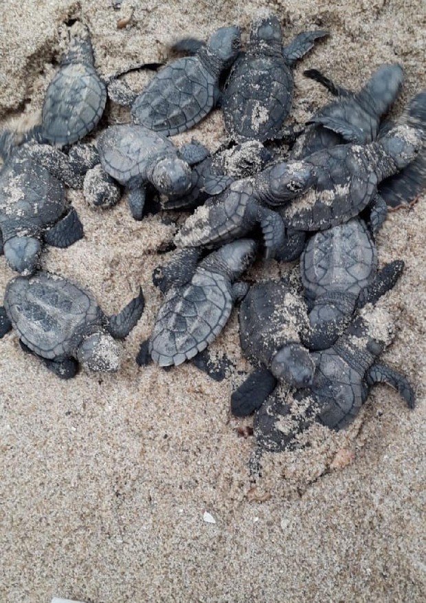 Mais 97 tartarugas-de-pente nascem na praia do Janga (Foto: Prefeitura do Paulista- PE)