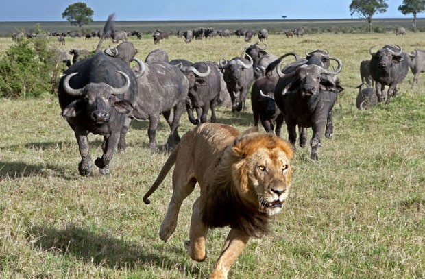 G1 - Leão fica amedrontado ao ser perseguido por manada de búfalos ...