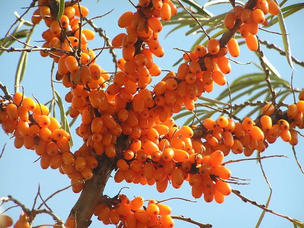 O espinheiro marítimo tem mais vitamina C do que o Kiwi e mais vitamina E que a soja (Foto: BBC)