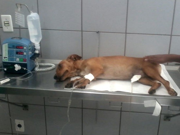 Cachorro salva dono, mas acaba sendo picado por cobra, em Goiás, Goiânia (Foto: Danilo Martins/Arquivo Pessoal)