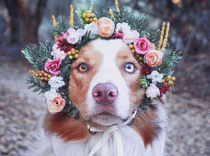 Tudo começou quando ela confeccionou uma coroa de flores para sua cachorra, a pastora-australiana Freya. 