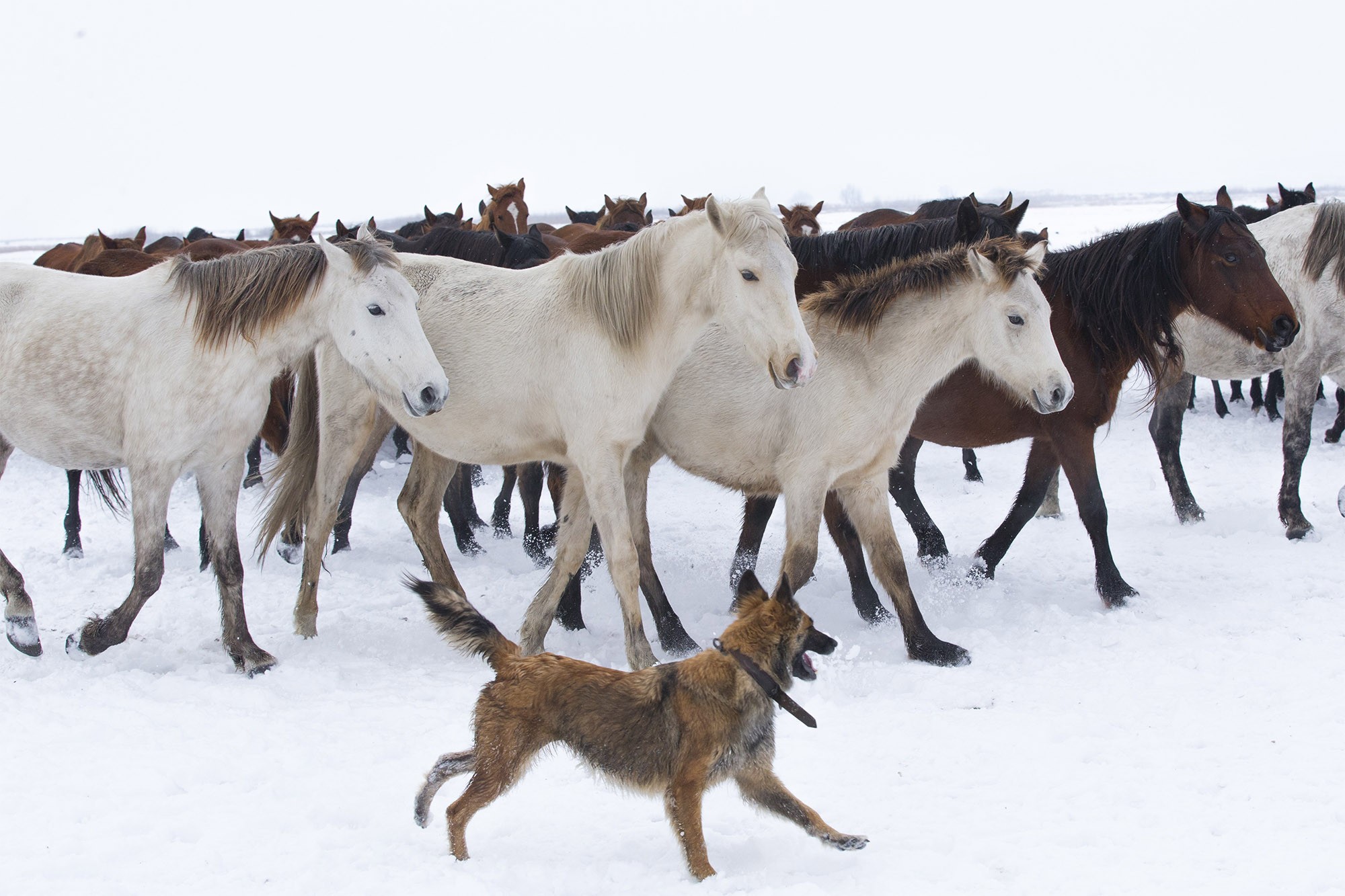 Cachorros e cavalos se comunicam com expressões faciais durante brincadeiras, aponta estudo thumbnail