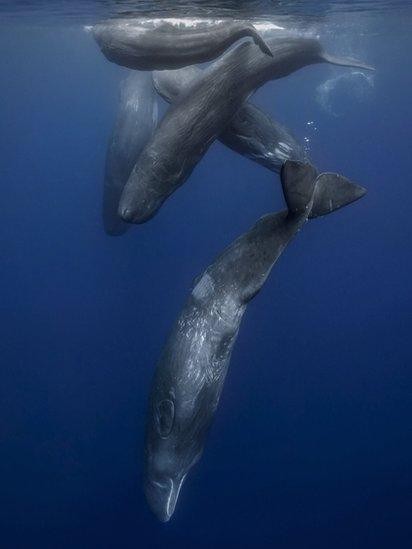 O fotógrafo russo fez imagens submarinas de cachalotes (Foto: Dmitry Kokh via BBC News)