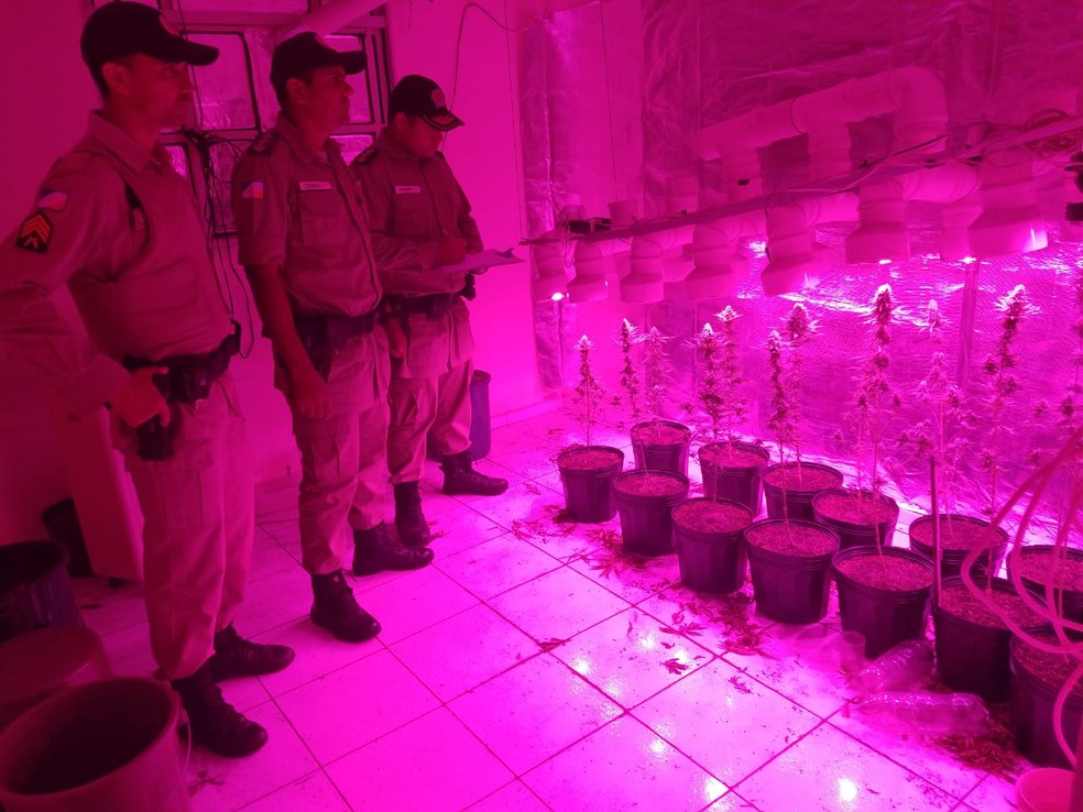 Pés de maconha foram encontrados em estufas — Foto: Débora Ciany/TV Anhanguera
