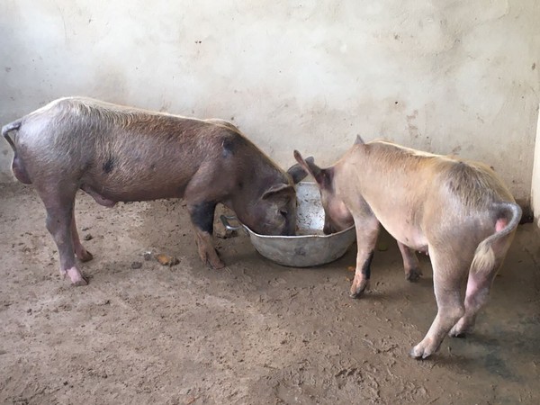 Cachorros, jumentos e porcos: abrigo resgata animais vítimas de abandono e  realiza adoção na Grande Natal | Rio Grande do Norte | G1
