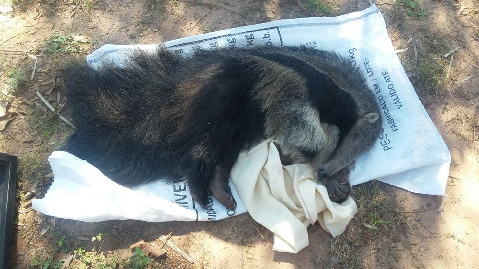 Animal sofreu uma fratura no focinho após o ataque de cães em Botucatu  (Foto: Guarda Municipal / Divulgação )