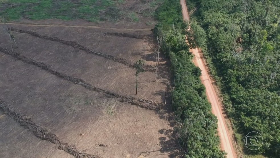 Desmatamento na Amazônia chegou a 13 mil km²  — Foto: Jornal Nacional/ Reprodução