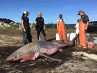 Tubarão branco de 3,7 m é achado morto em praia e intriga especialistas